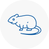 Rat Control Pontypridd
