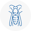 Pontypridd Wasp Nest Removal